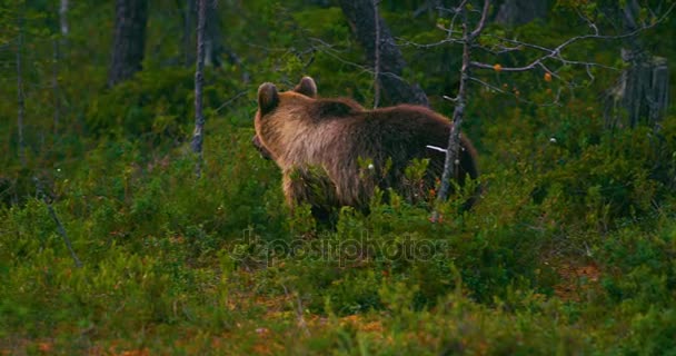 Молодой бурый медведь гуляет по лесу в поисках еды — стоковое видео
