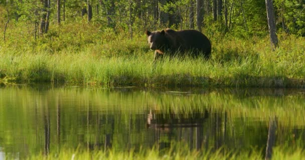 Большой взрослый бурый медведь, живущий бесплатно в лесу — стоковое видео