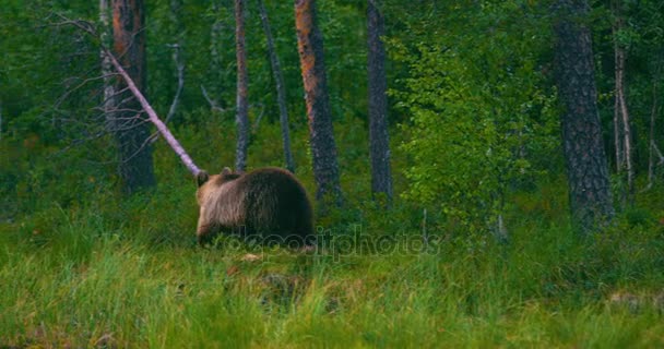 Wilder junger Braunbär auf Nahrungssuche im Wald — Stockvideo