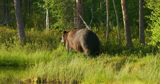 Stor vuxen brunbjörn går gratis i skogen — Stockvideo