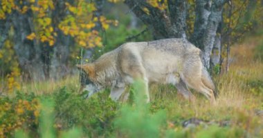 Çim gıda bakıyorum güzel gri kurt