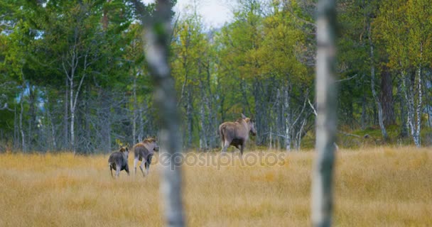 Vrouwelijke elanden moeder met twee jonge moose kalveren wandelingen in bos — Stockvideo