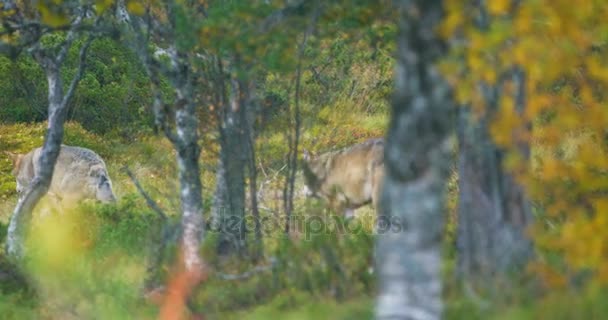 Два больших серых волка в стае бегут через лес осенью — стоковое видео