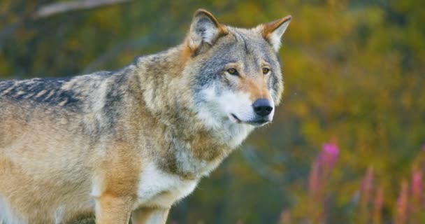 Close-up van de mooie grijze wolf staande in de forest te observeren — Stockvideo