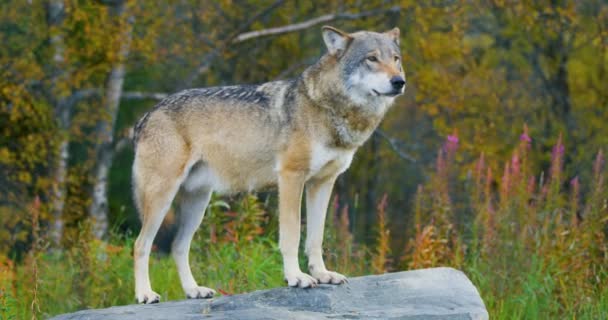 숲에 바위에 서 있는 큰 회색 늑대 — 비디오