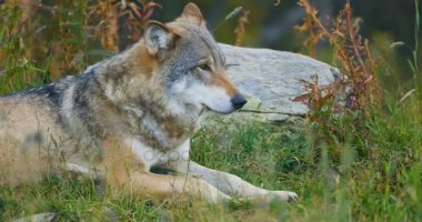 Büyük yetişkin erkek gri kurt ormanda aittir