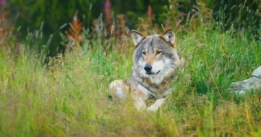 Güzel yetişkin erkek gri kurt çimenlerde aittir