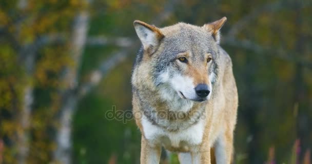 Grote grijze wolf ruikt na rivalen en gevaar in het bos — Stockvideo