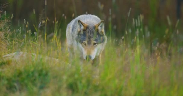 Loup mâle sauvage marchant dans l'herbe dans la forêt 