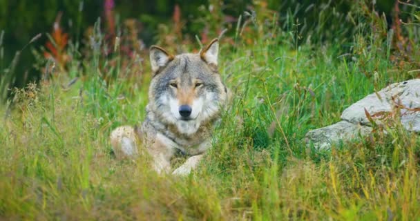 Ein großer erwachsener männlicher Grauwolf ruht im Wald — Stockvideo