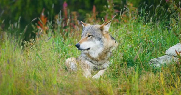 Großer erwachsener männlicher Grauwolf ruht im Wald — Stockvideo