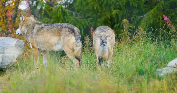 Dos lobos en una manada de lobos caminando por el bosque — Vídeos de Stock