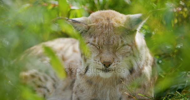 Lince europeu deitado na grama dormindo — Vídeo de Stock