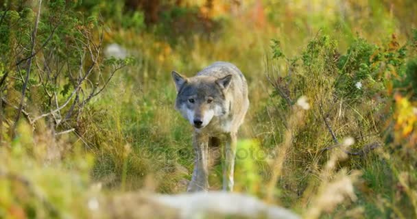 Bello lupo grigio che si prende cura del cibo o di altri animali nell'erba — Video Stock