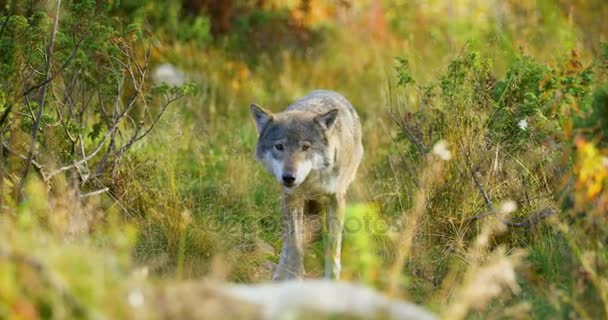 Beau loup gris s'occupant de nourriture ou d'autres animaux dans l'herbe 
