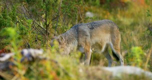 Beau loup gris sent après la nourriture dans l'herbe — Video