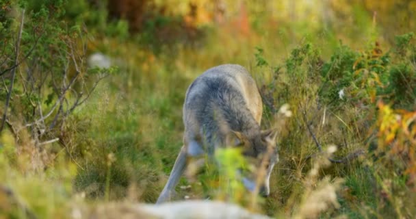 Curieux loup gris sent après ses rivaux et le danger dans la forêt 