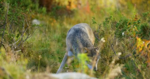 Curioso lobo gris huele a rivales y peligro en el bosque — Vídeos de Stock