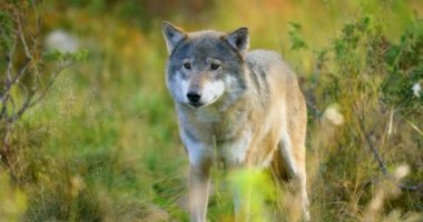 Rakipleri ve tehlike ormanda sonra büyük gri kurt kokuyor