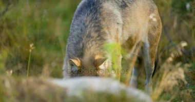 Yiyecek aramaya ormanda yürüyüş bir gri kurt