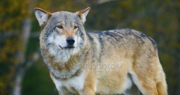 Nahaufnahme eines schönen grauen Wolfes, der im Wald steht und beobachtet — Stockvideo