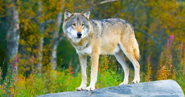 Veliký muž vlk stojící na skále v lese — Stock fotografie