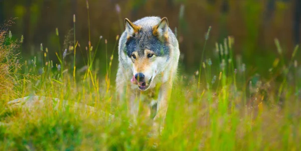 秋の色の森で草の中を歩く男性の野生のオオカミ — ストック写真