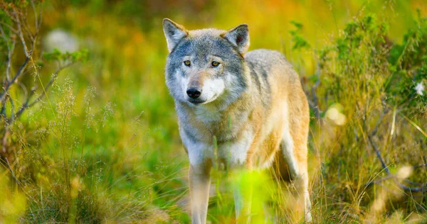 Grande lobo cinzento macho no outono campo colorido na floresta — Fotografia de Stock