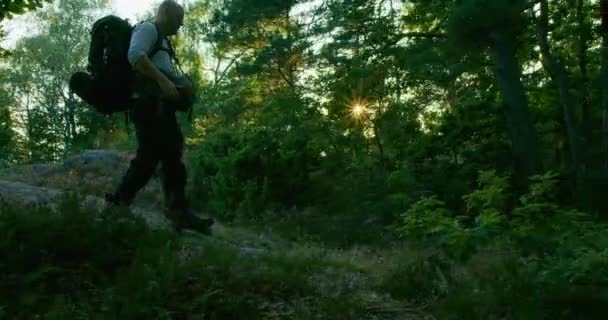 Aktiver Mann mit Rucksack wandert bei Sonnenuntergang auf Pfad im schönen Wald — Stockvideo