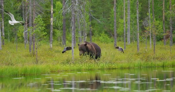 Большой взрослый бурый медведь ходит на свободе в красивой природе — стоковое видео