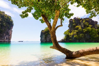 Beach taşlara karşı kıyısında büyüyen ağaç