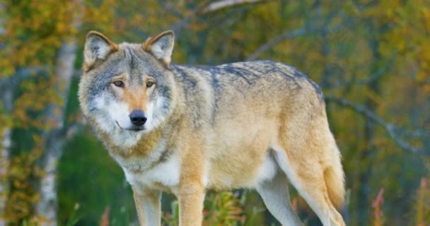 Zbliżenie: duży męski szary wilk stoi w lesie — Wideo stockowe