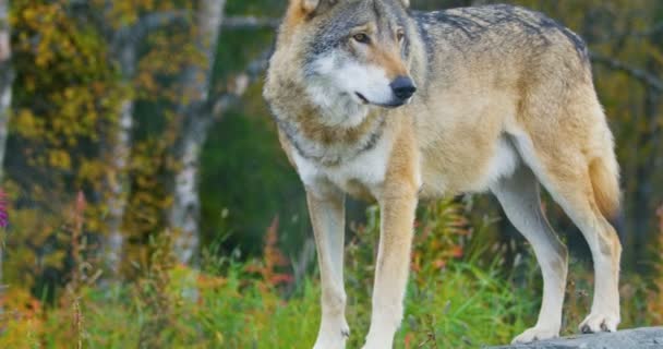 Nahaufnahme eines erwachsenen grauen Wolfes, der auf einem Felsen im Wald steht — Stockvideo