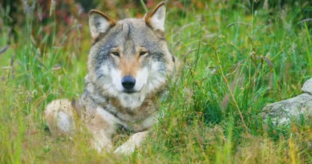 Primer plano de un lobo gris adulto grande descansa en el bosque — Vídeos de Stock