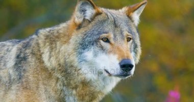 Orman gözlemleyerek içinde güzel gri kurt ayakta Close-Up