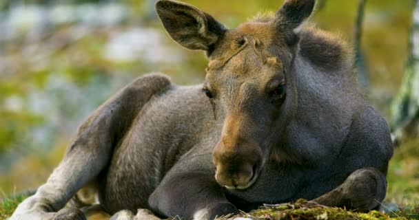 Close-up of a young moose calf on the forest floor — Stock Video
