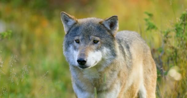 Primer plano de un lobo gris huele después de rivales y peligro en el bosque — Vídeos de Stock