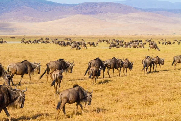 Troupeaux de gnous marchant à Ngorongoro — Photo