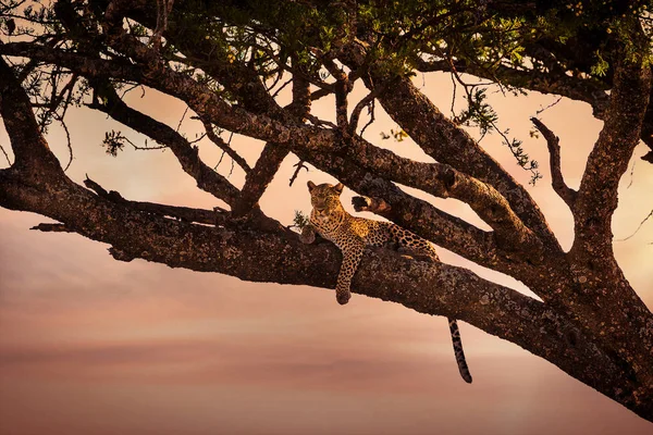 日落时, 豹子栖息在树上 — 图库照片