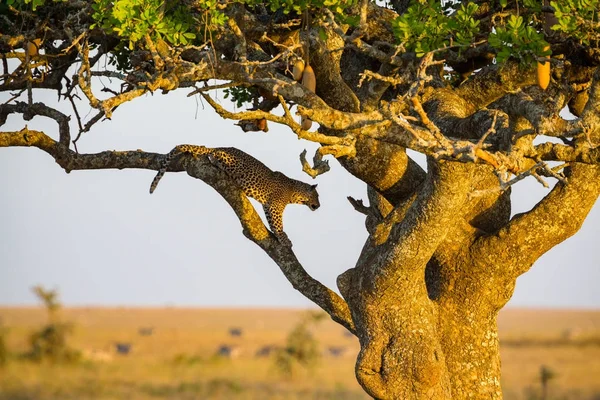 Leopardí spočívá na stromě po jídle — Stock fotografie