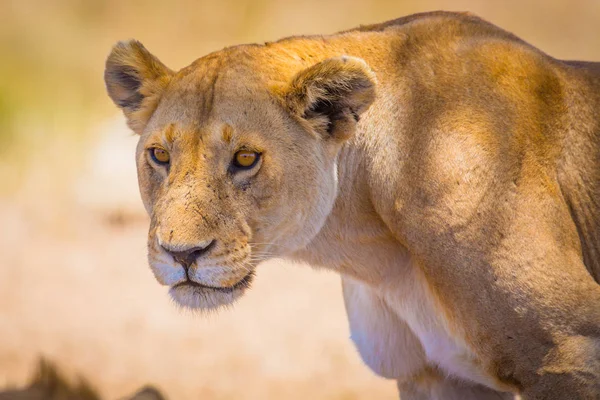 Primer plano de una gran leona salvaje en África — Foto de Stock