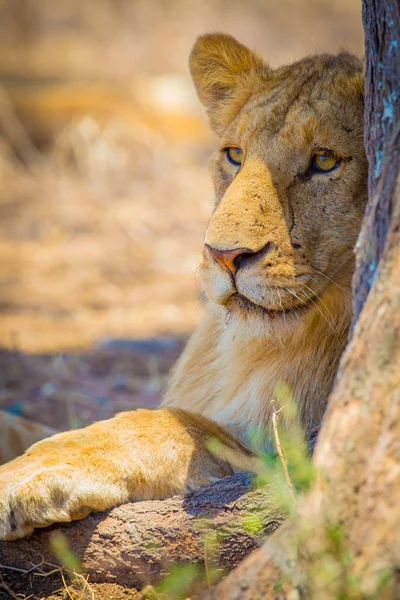 Le lion repose avec la fierté du Serengeti — Photo
