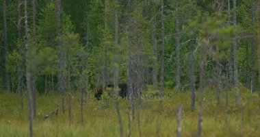Büyük boz ayı ücretsiz yoğun ormanda yürüyüş