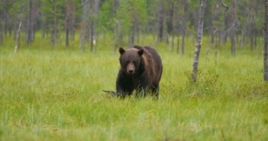 Büyük yetişkin kahverengi ayı arkada uçan kuşlar ise ormanda yürüyüş