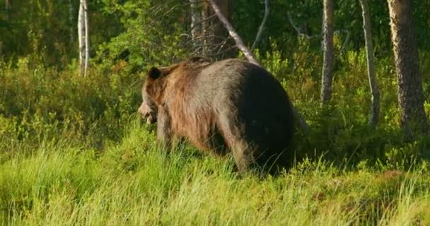 Close-up van grote volwassen bruine beer gratis wandelen in het woud — Stockvideo