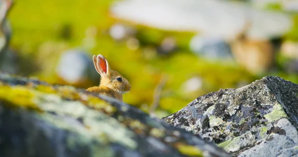 Roztomilý králík podzim sedí v trávě za kameny. — Stock fotografie