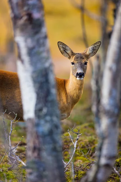 Один милий олень в лісі восени — стокове фото