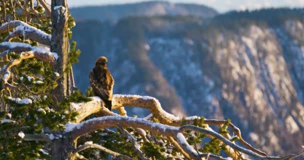 Águila dorada come en un animal muerto en las montañas en invierno — Vídeos de Stock