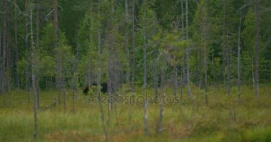 Büyük yetişkin kahverengi ayı ücretsiz gece ormanda yürüyüş
