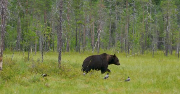 Grand ours brun adulte marchant librement dans une belle nature — Video